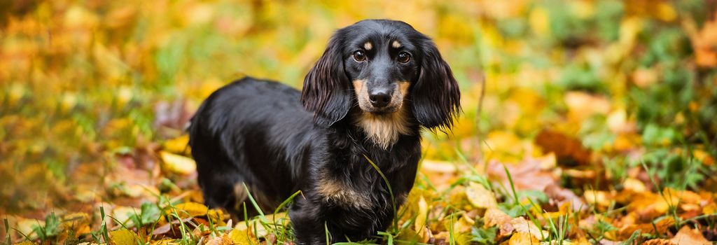 Yellow long haired dachshund 2025