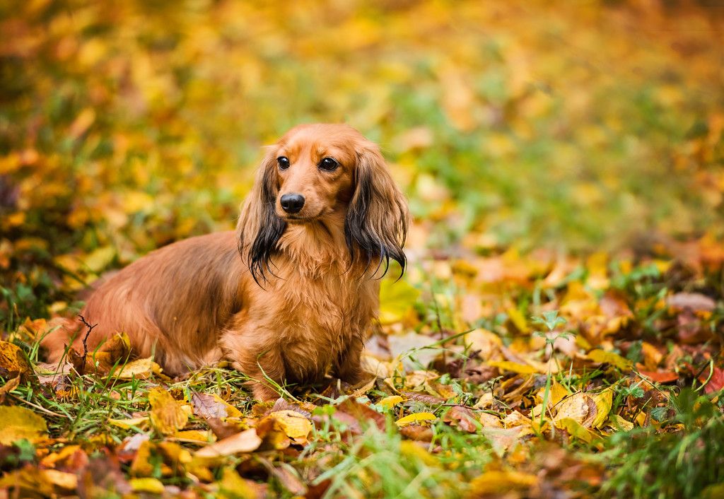 Home on the farm dachshund puppies clearance